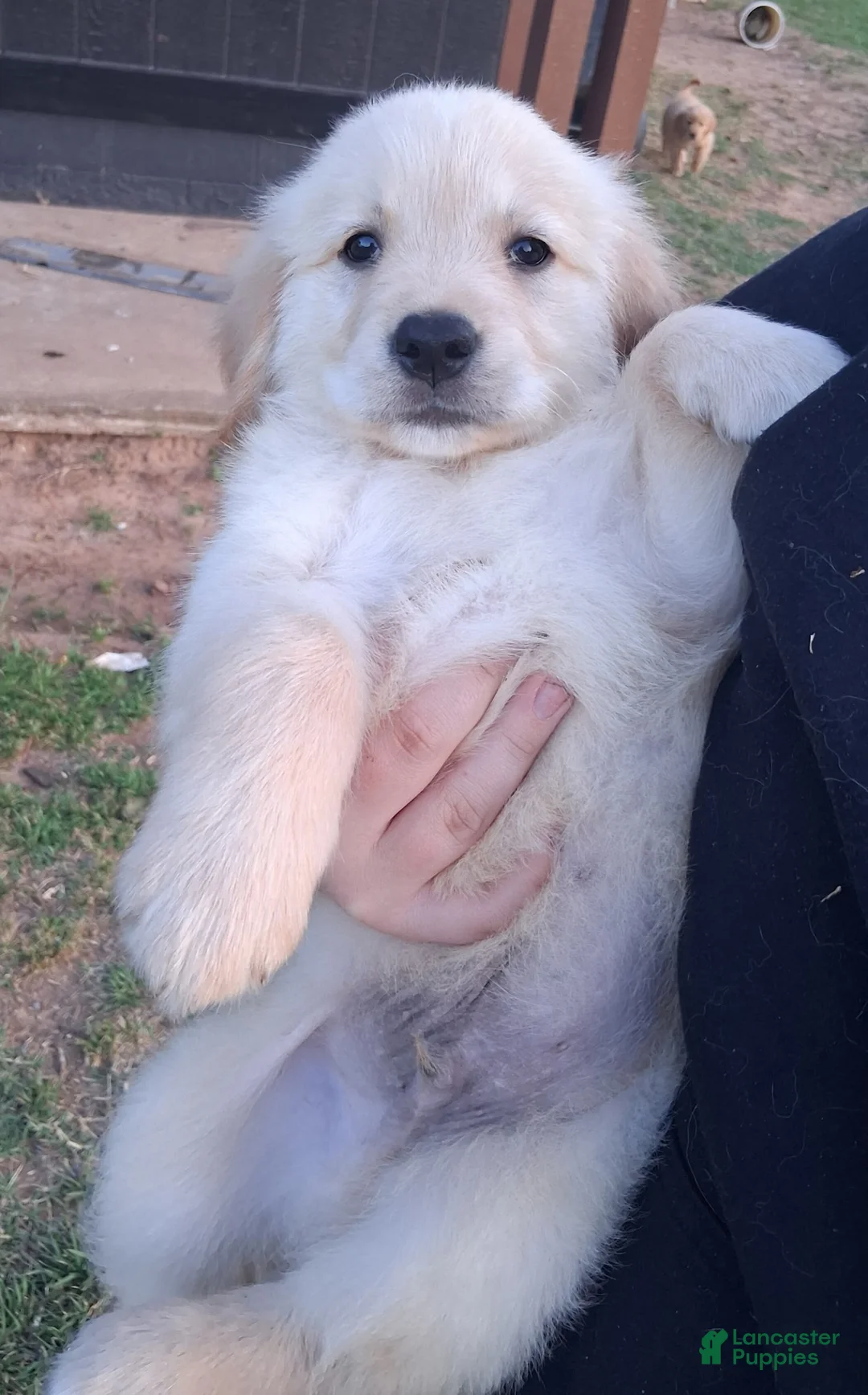 Golden Retriever dogs for sale: Golden Retriever Puppy 2 - Ad 2