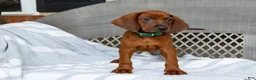 Redbone Coonhound dogs for sale: Bolt - Ad 2