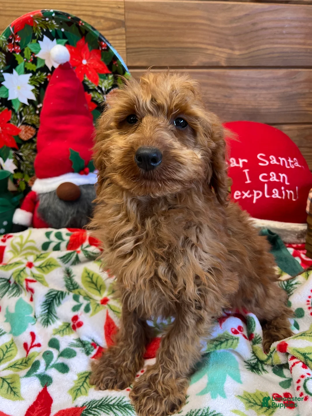 Mini Goldendoodle dogs for sale: Crissy - Ad 2