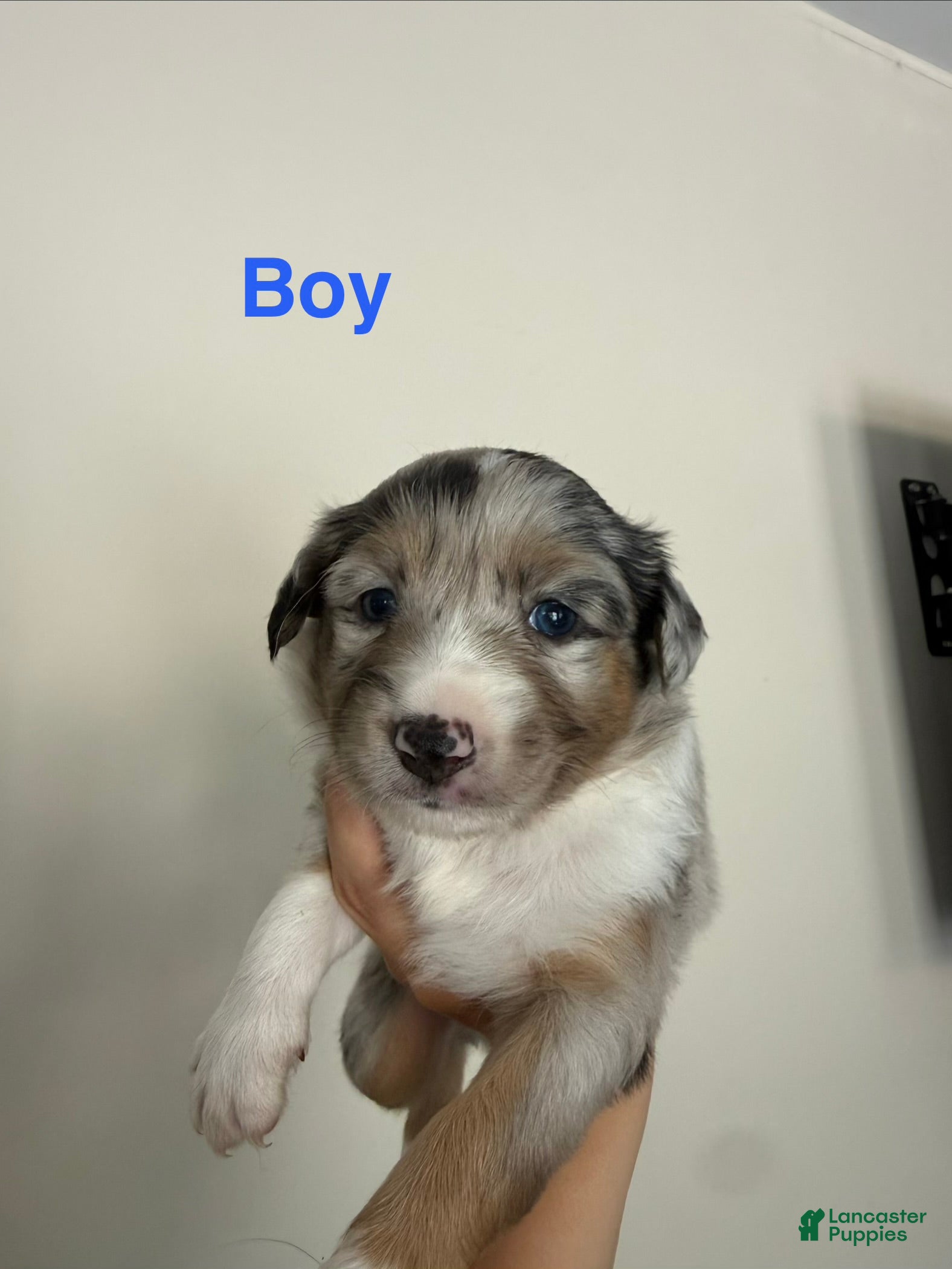 Australian Shepherd dogs Australian Shepherd 3 - Ad 15