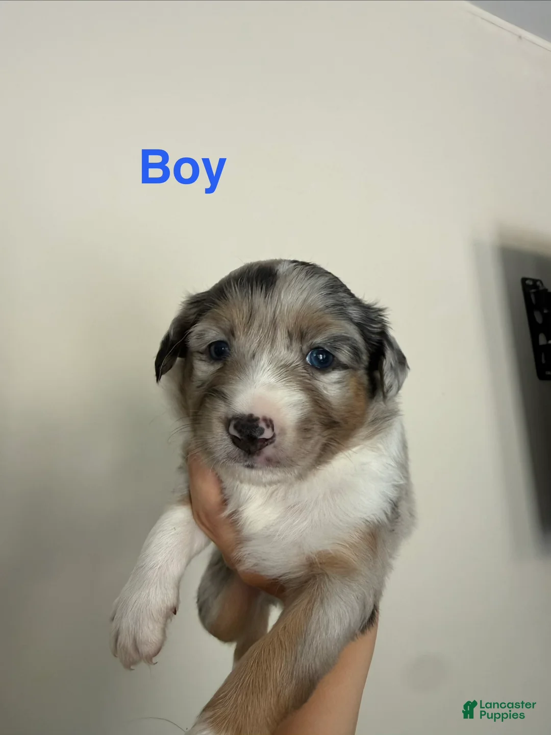 Australian Shepherd dogs for sale: Australian Shepherd 3 - Ad 1
