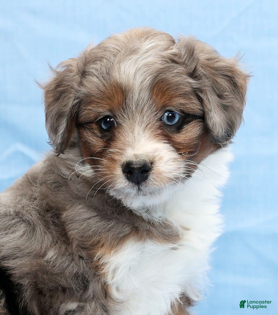 Mini Aussiedoodle dogs for sale: Will - Ad 9