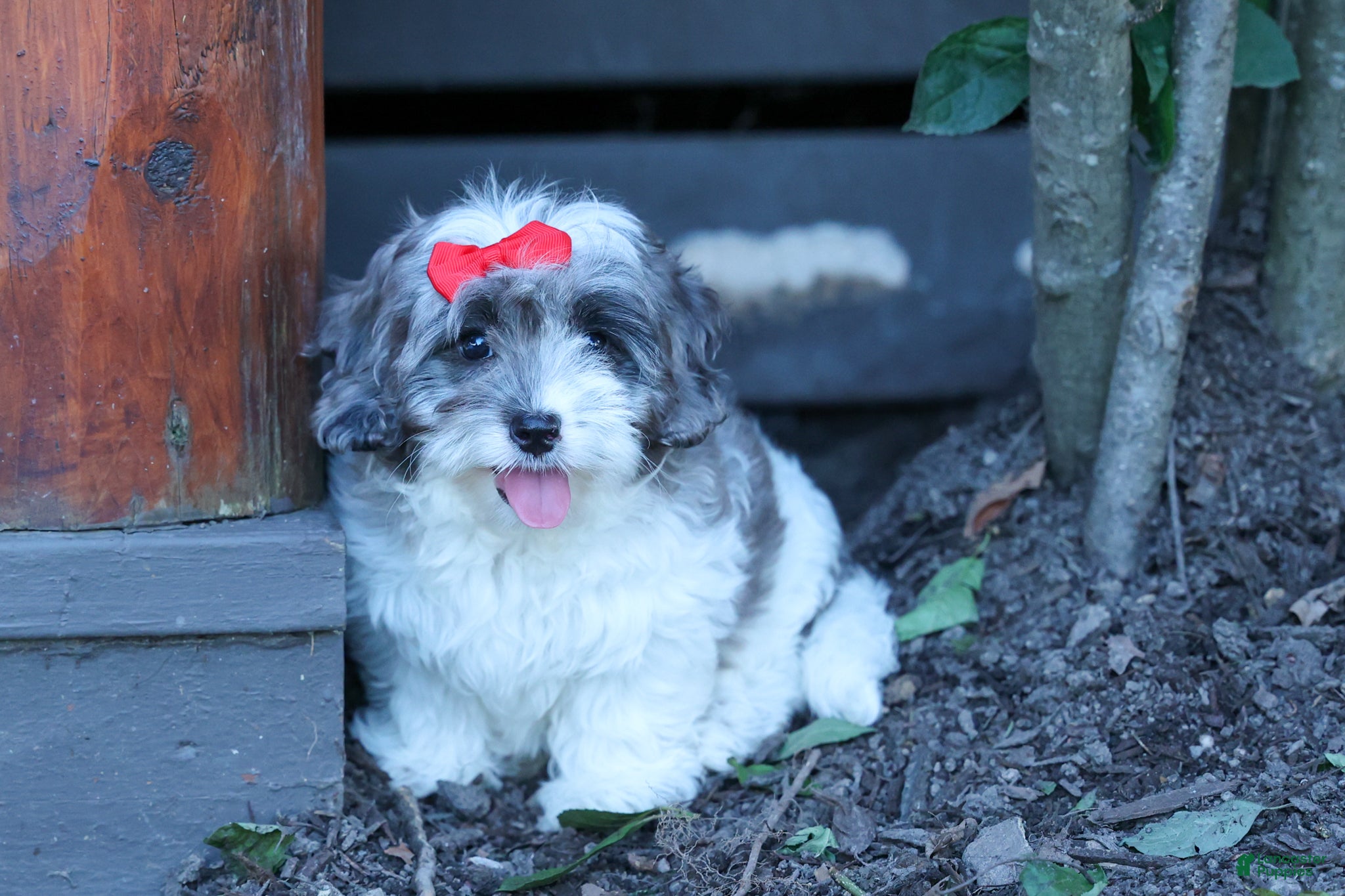 Cavapoo dogs Rain🌸🐾 - Ad 1
