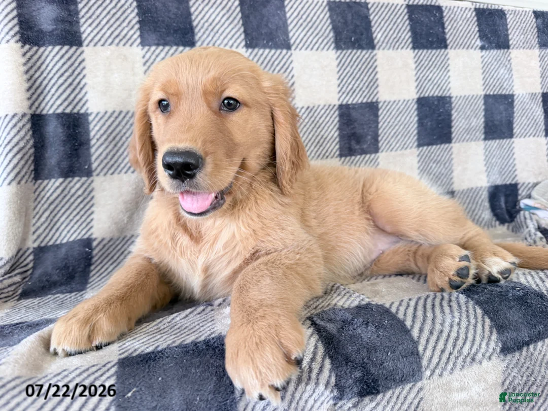 Golden Retriever dogs for sale: Dixie - Ad 1