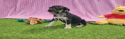 Catahoula Leopard Dog dogs for sale: Tess 2025 Female 4 - Ad 13