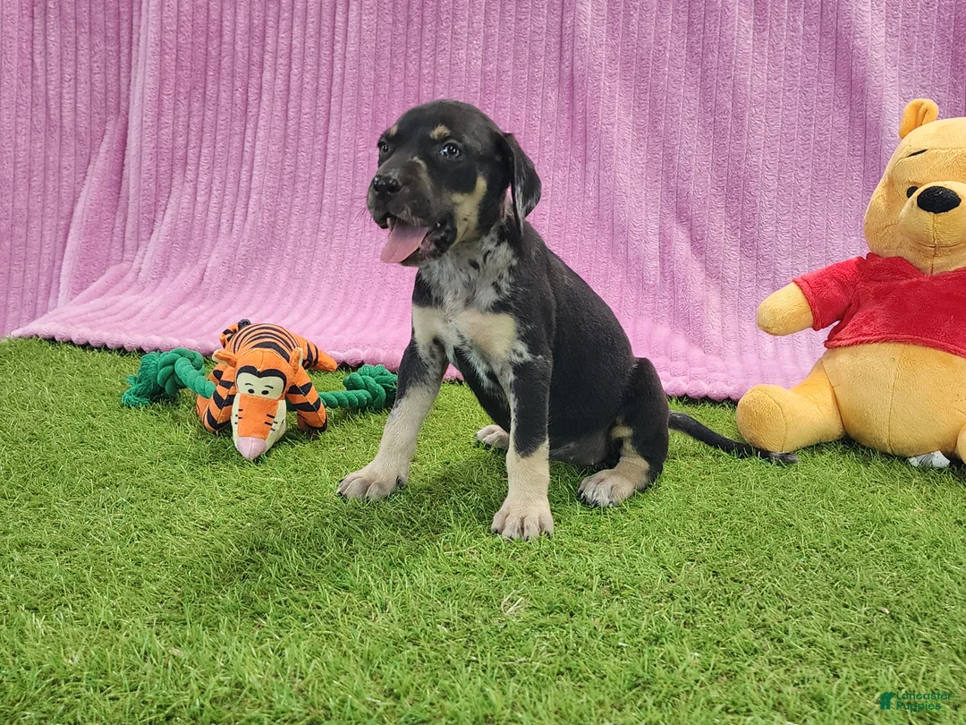 Catahoula Leopard Dog dogs for sale: Tess 2025 Female 4 - Ad 13
