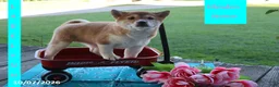 Shiba Inu dogs for sale: Lakelynn - Ad 3