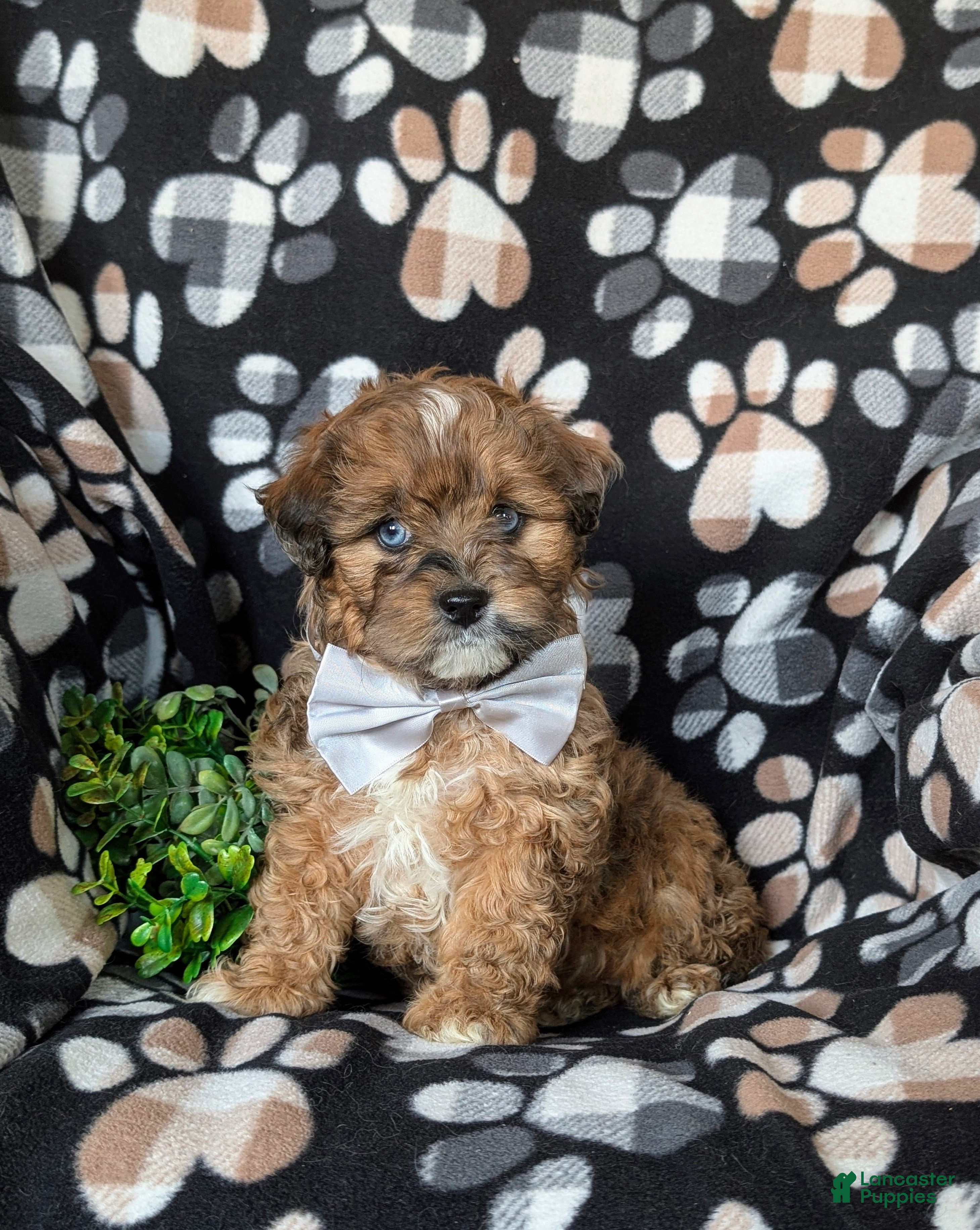 Shihpoo dogs Gabriel - Ad 1