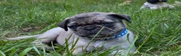 Pug dogs for sale: Toby - Ad 4