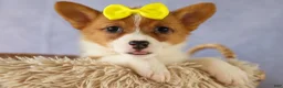 Welsh Corgi Pembroke dogs for sale:  Yvonne 🎀 - Ad 7