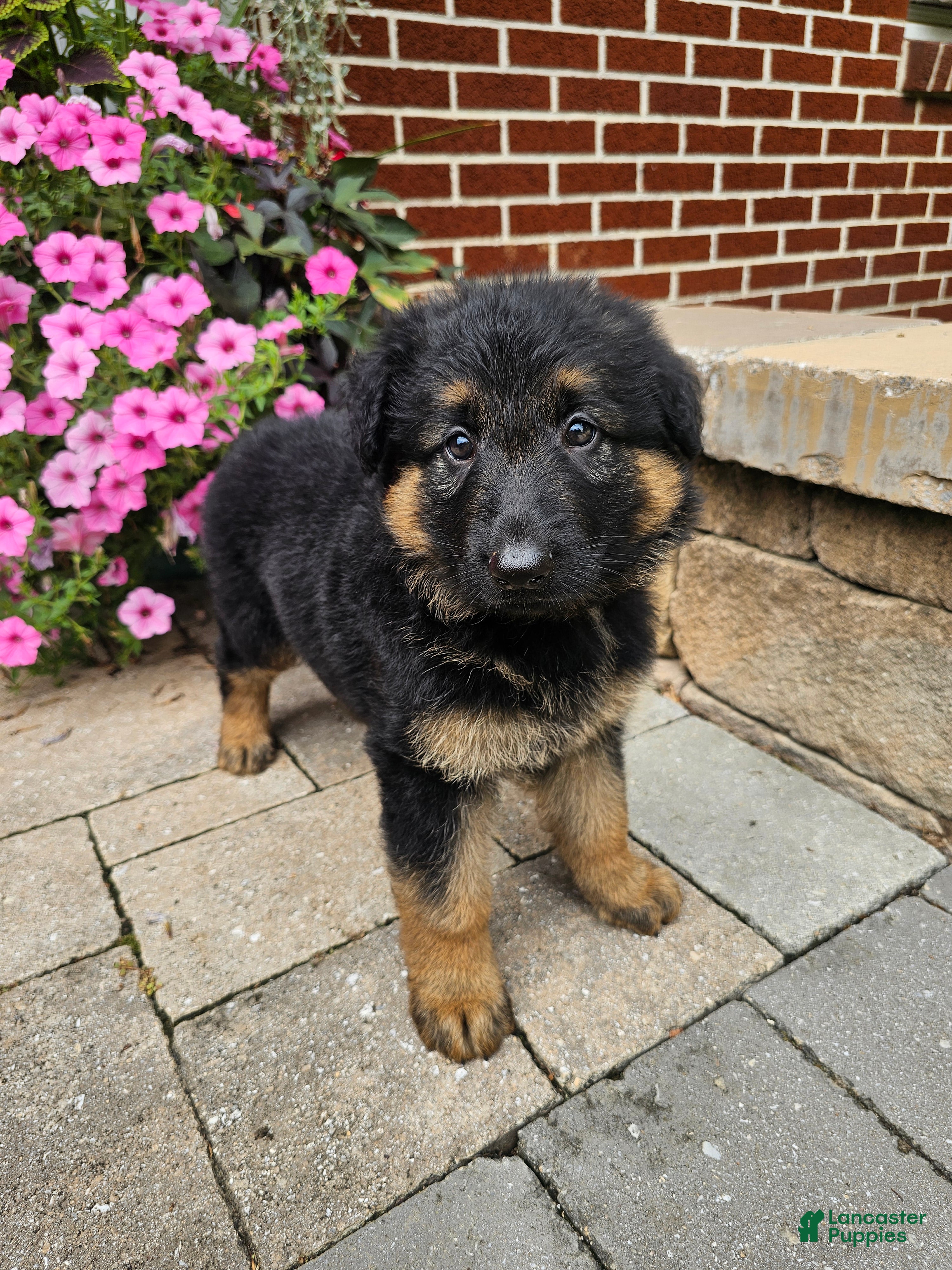 German Shepherd dogs for sale: Shep - Ad 3