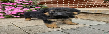 Shep