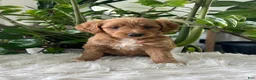 Mini Goldendoodle dogs for sale: Amber  - Ad 1