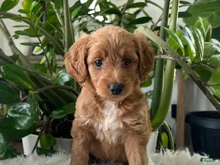 Mini Goldendoodle dogs for sale: Amber - Ad 3