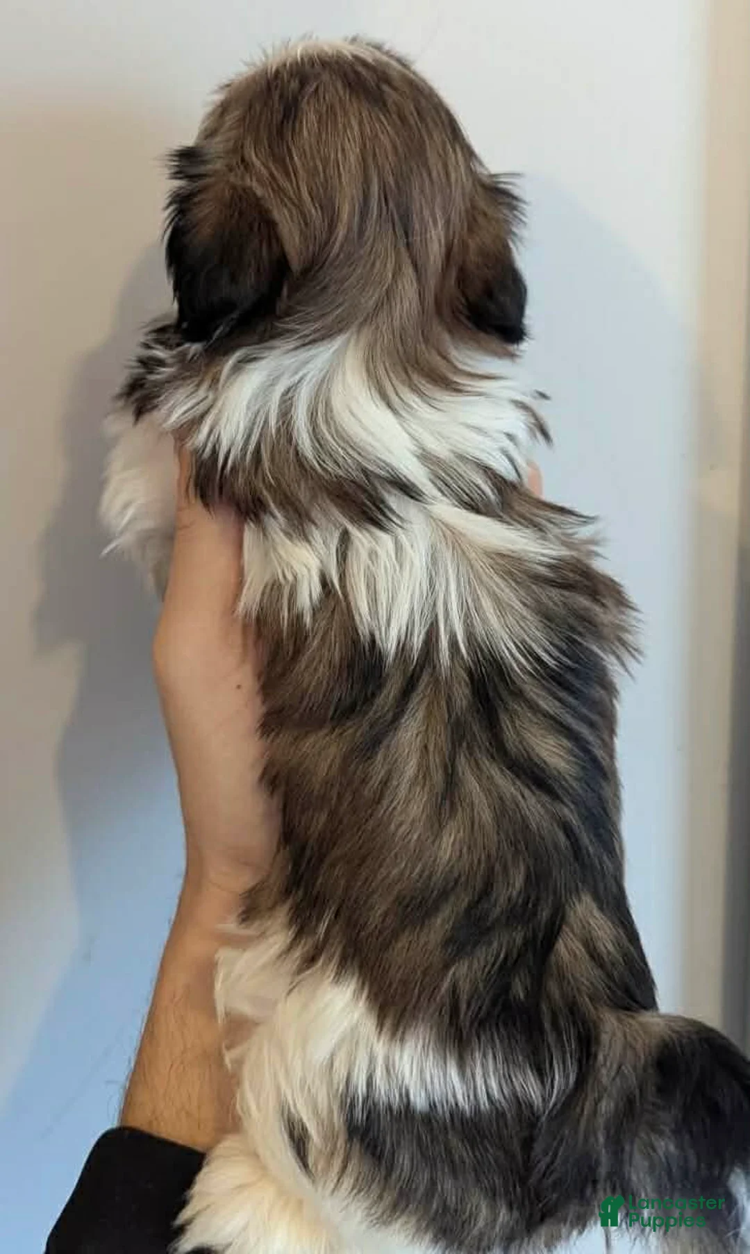 Shih Tzu dogs for sale: Art - Ad 2