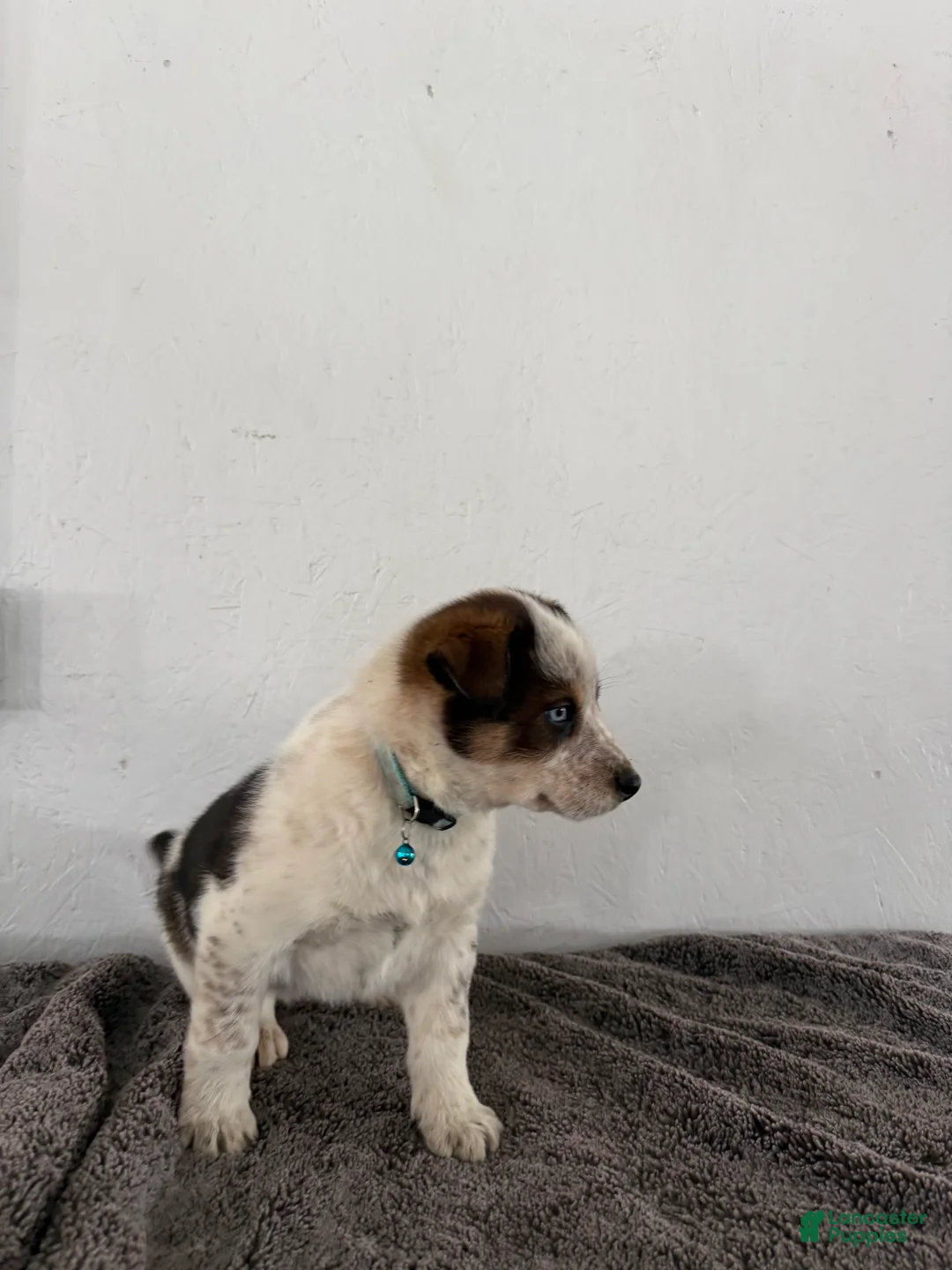 Mixed Breed dogs for sale: Bluey - Ad 8