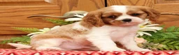 Cavalier King Charles Spaniel dogs for sale: Toby - Ad 1