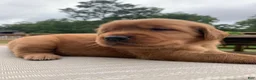 Golden Retriever dogs for sale: Gypsy - Ad 5
