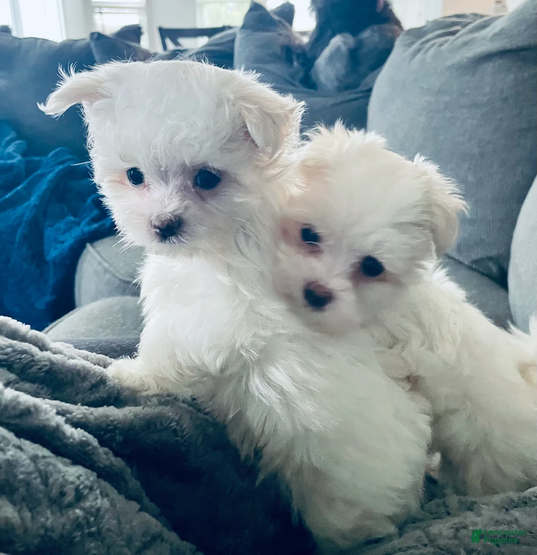 Maltese dogs for sale: Tiny Tammy - Ad 10
