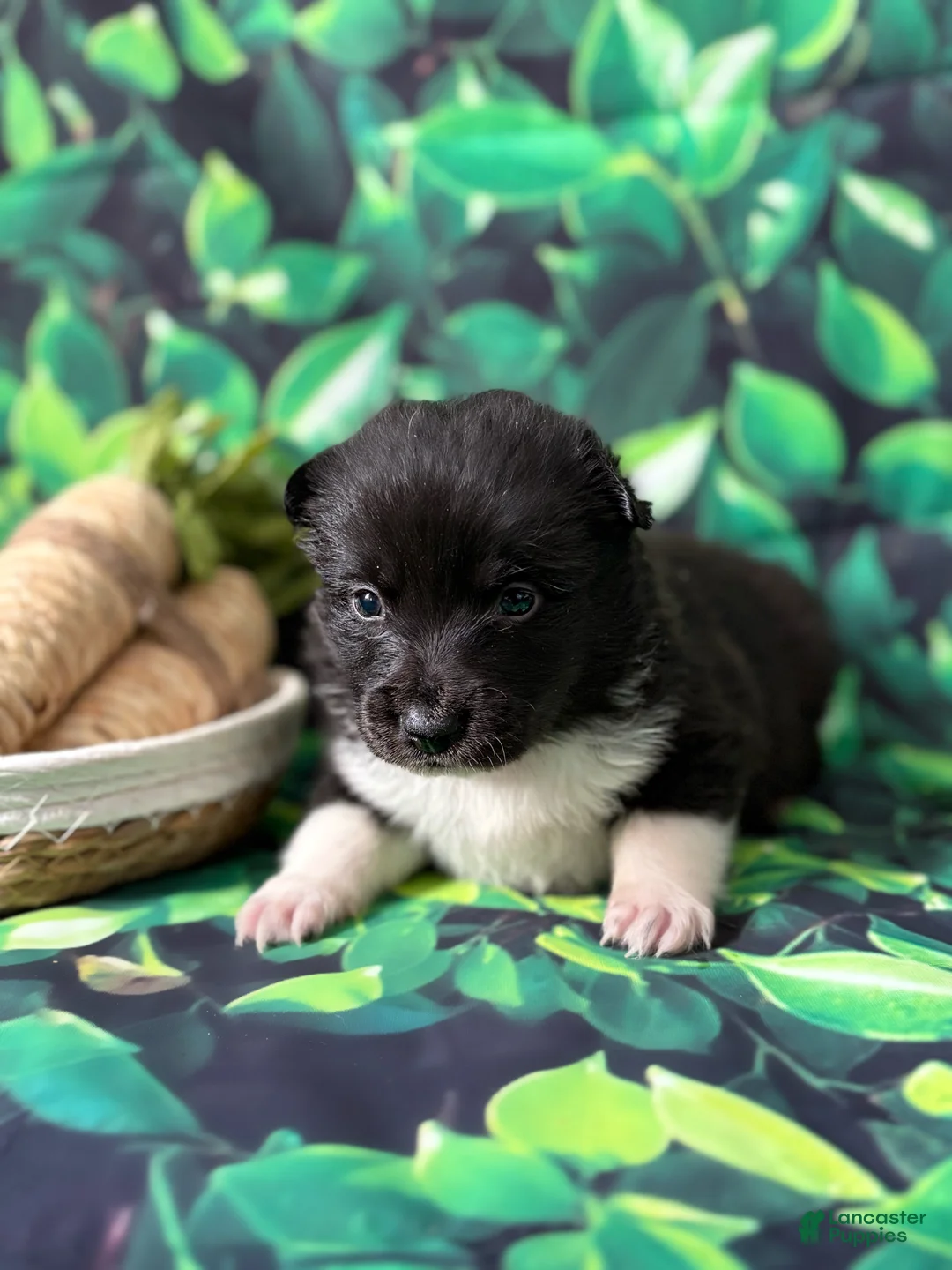 Mixed Breed dogs for sale: little bear  - Ad 1