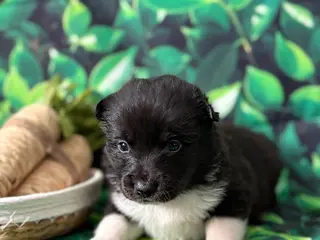 Mixed Breed dogs little bear - Ad 41