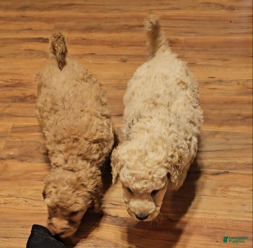 Goldendoodle dogs Goldendoodle Puppy 3 - Ad 1