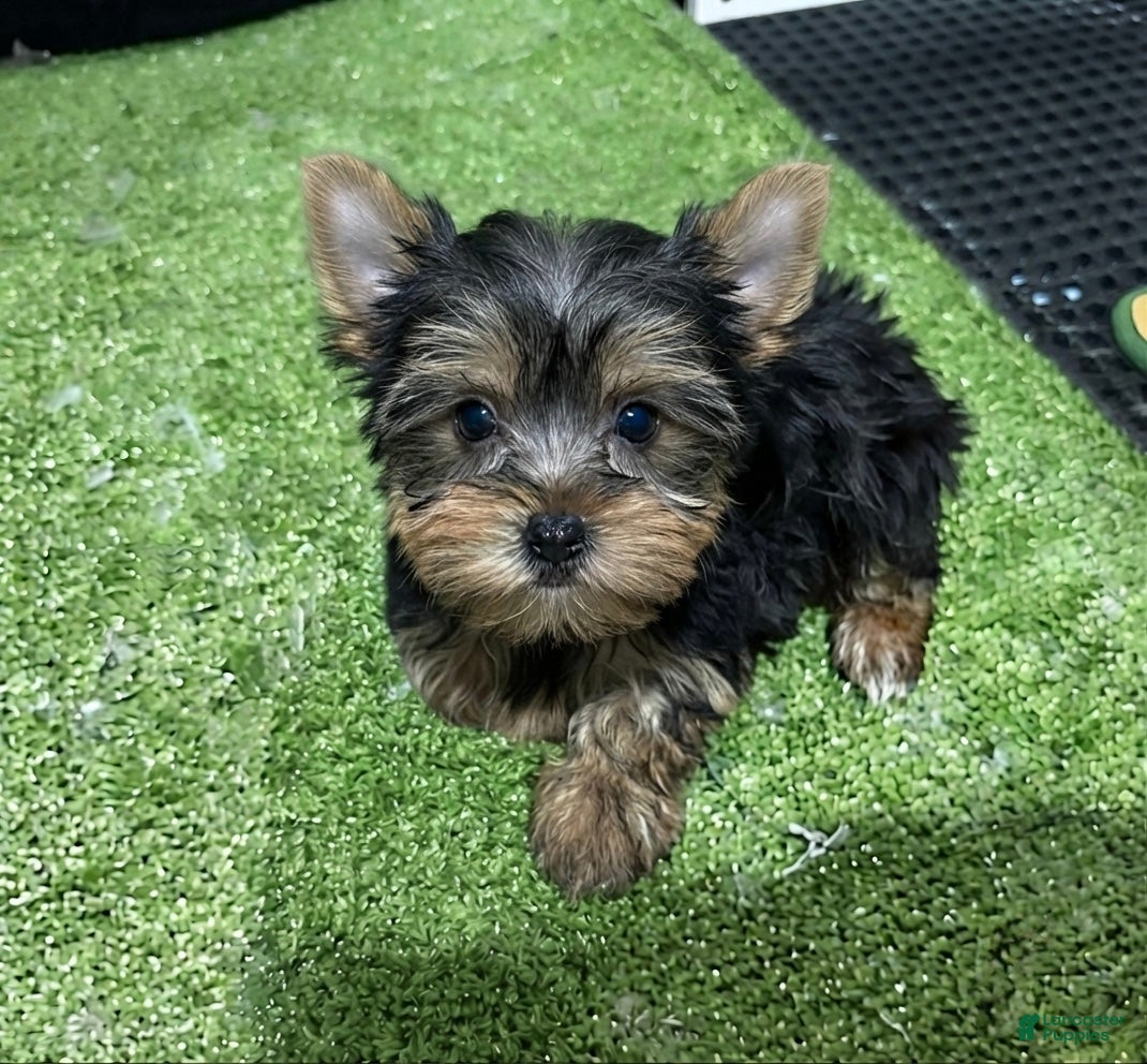 Yorkshire Terrier dogs Fiona - Ad 5