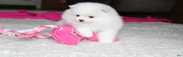 Pomeranian dogs for sale: Emmy - Ad 15