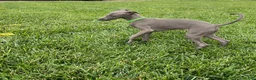 Italian Greyhound dogs for sale: Usher - Ad 14