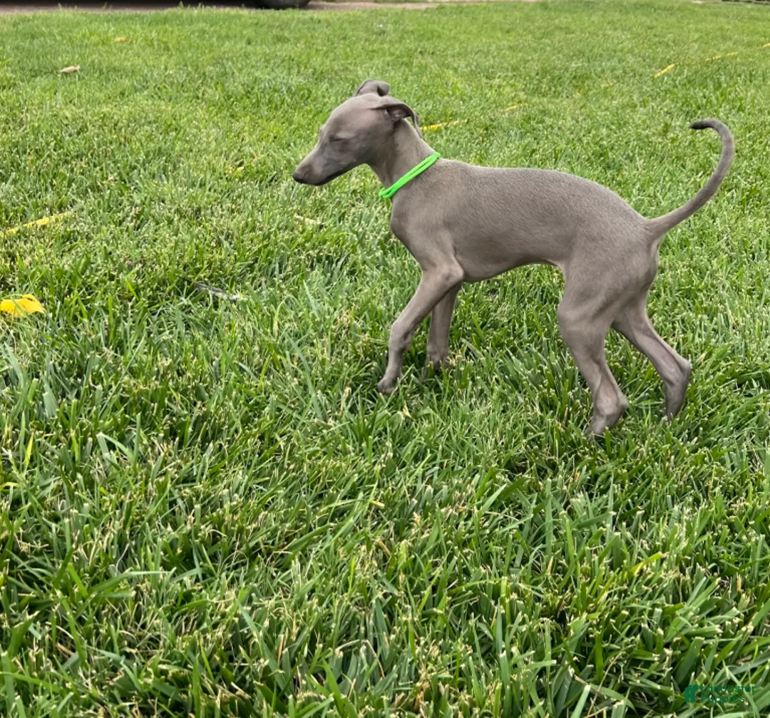 Italian Greyhound dogs for sale: Usher - Ad 14