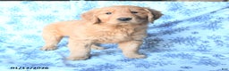 Golden Retriever dogs for sale: Pluto - Ad 2