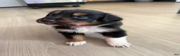 Australian Shepherd dogs for sale: Atlas  - Ad 6