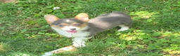 Welsh Corgi Pembroke dogs for sale: Lara the low rider  - Ad 7