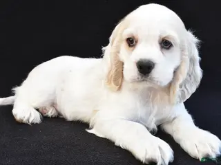 Cocker Spaniel dogs for sale: Wyatt - Ad 2