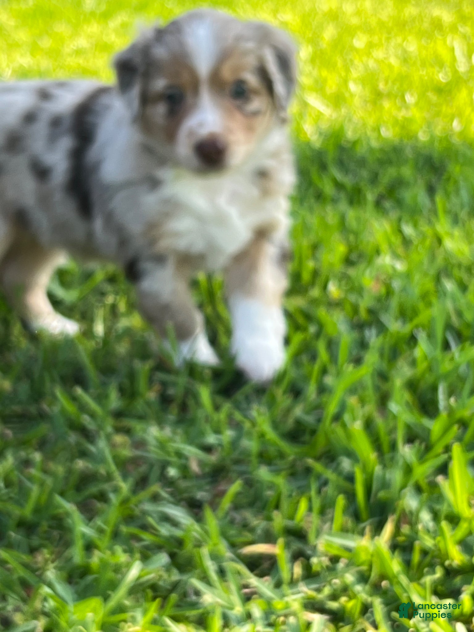 Australian Shepherd dogs Australian Shepherd Puppy 5 - Ad 2