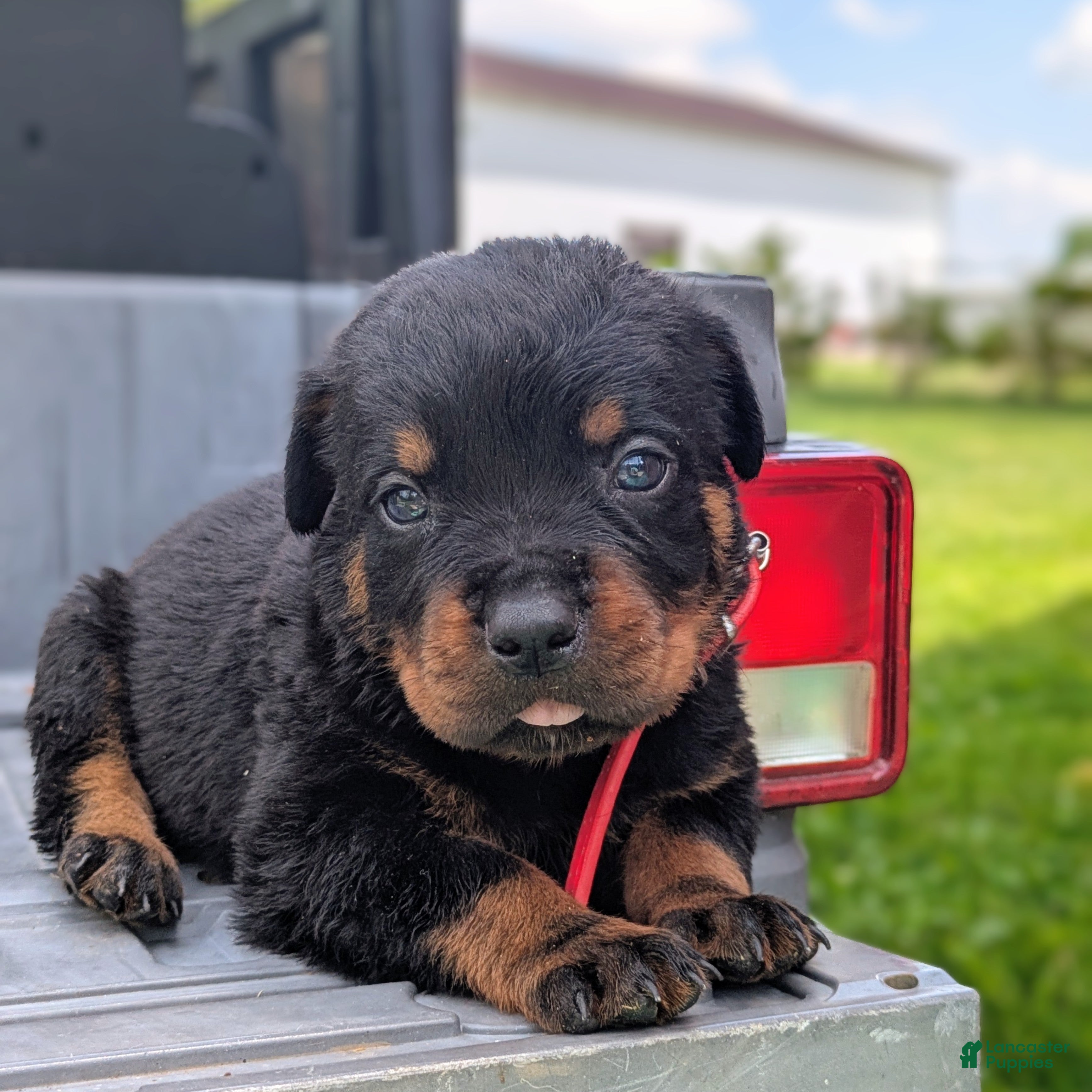Rottweiler dogs Axel - Ad 2