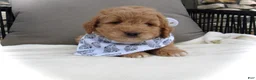 Mini Goldendoodle dogs for sale: Dustin - Ad 12