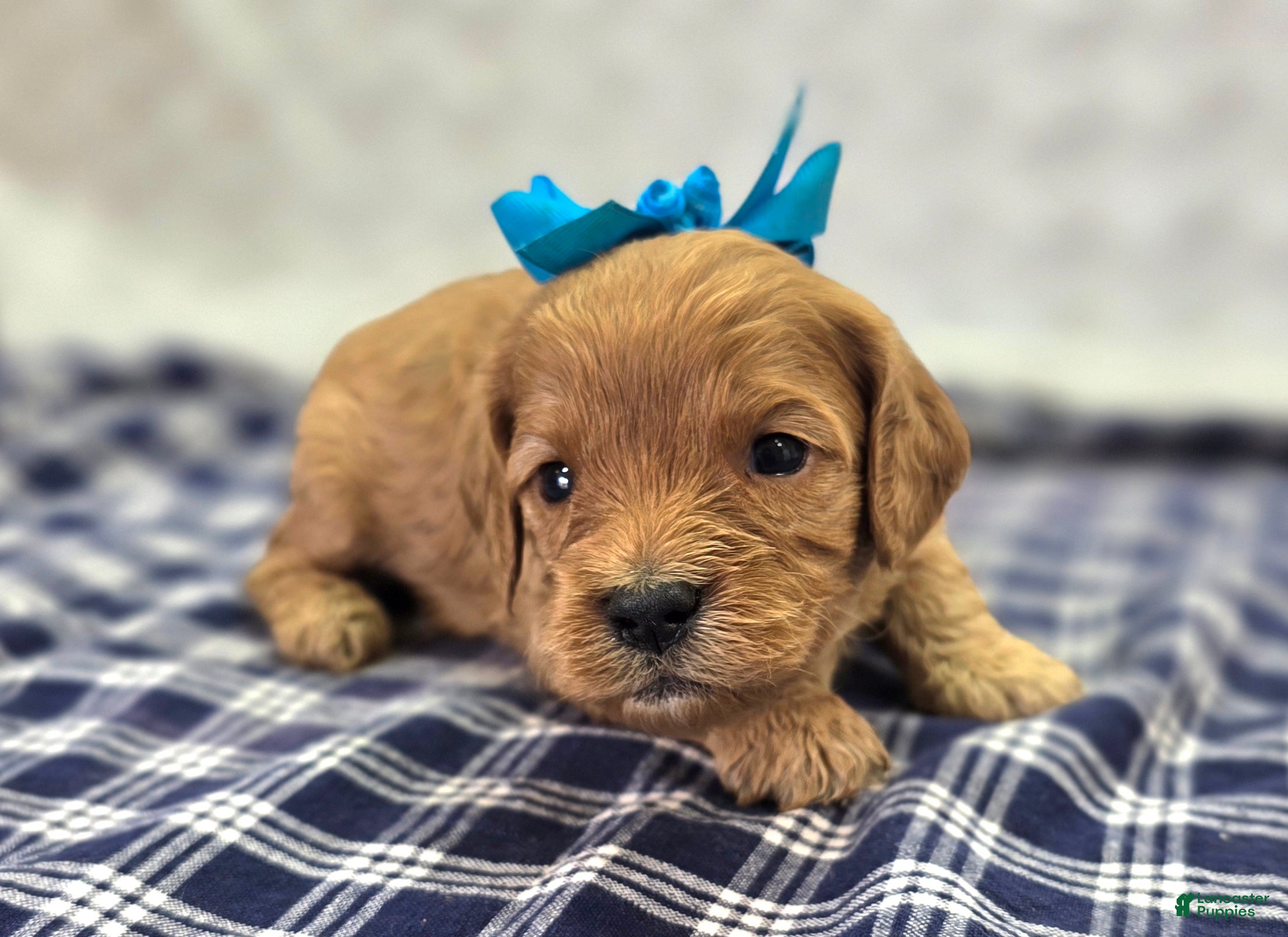 Cavapoo dogs Slate - Ad 12