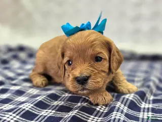 Cavapoo dogs Slate - Ad 12