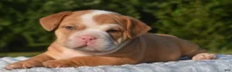 Mixed Breed dogs for sale: Tank hybrid bulldog puppy - Ad 6