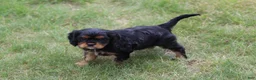 Cavalier King Charles Spaniel dogs for sale: Max - Ad 6