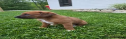 Mixed Breed dogs for sale: Mixed Breed Puppy 8 - Ad 3