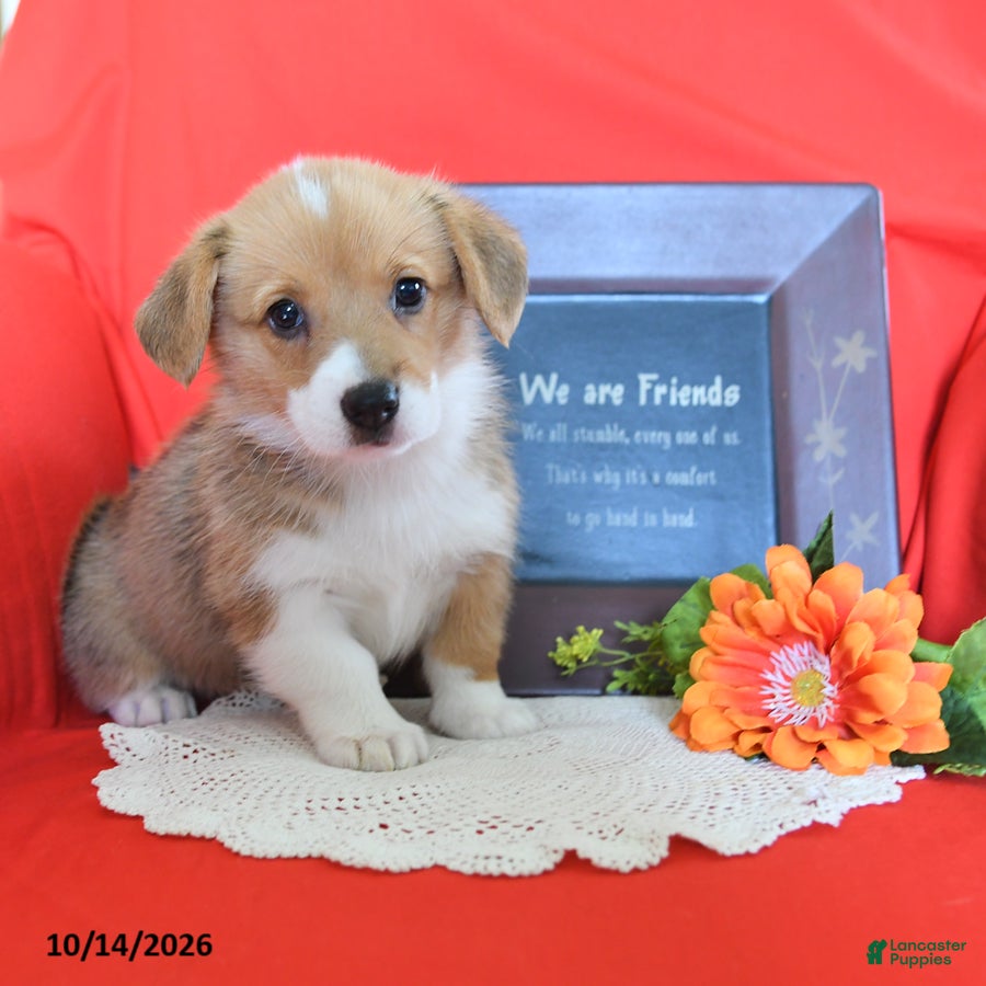 Welsh Corgi Pembroke dogs Evie - Ad 2
