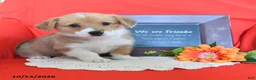 Welsh Corgi Pembroke dogs for sale: Evie - Ad 2
