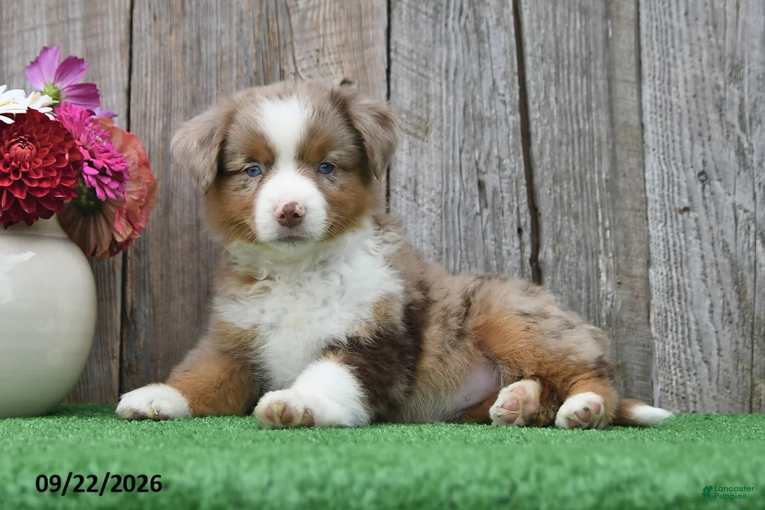 Miniature Australian Shepherd dogs for sale: Rose  - Ad 1