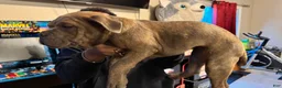 American Bully dogs for sale: American Bully Puppy NOVA - Ad 4