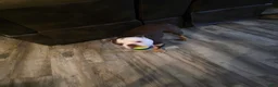English Bulldog dogs for sale: Rubble  - Ad 3