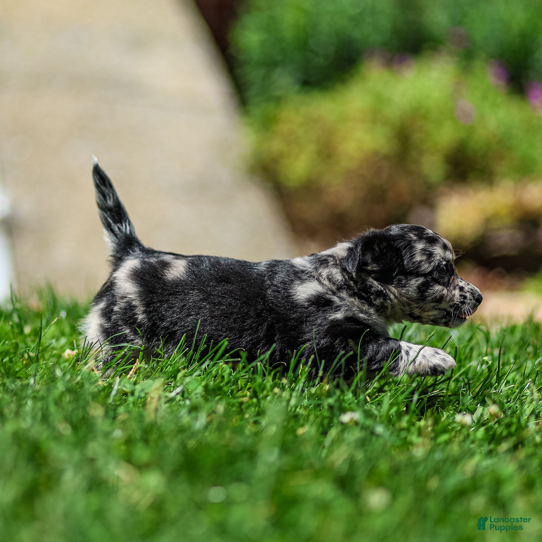 Chihuahua dogs Ryder Chihuahua Puppy  - Ad 2