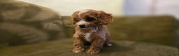 Cavapoo dogs for sale: Wren - Ad 6