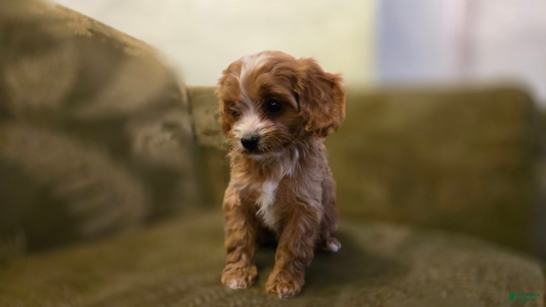 Cavapoo dogs for sale: Wren - Ad 6